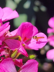 Tetragonisca fiebrigi