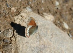 Coenonympha gardetta