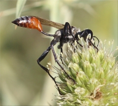 Prionyx lividocinctus