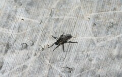 Lasiopogon