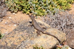 Karusasaurus polyzonus