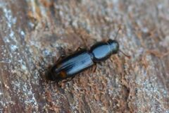 Rhizophagus bipustulatus