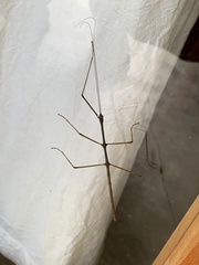 Libethra