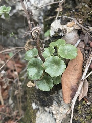 Umbilicus intermedius