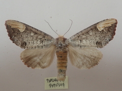 Phalera takasagoensis