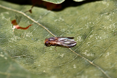 Peplomyza
