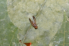 Peplomyza
