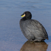 Horned Coot - Photo (c) guyrufray, some rights reserved (CC BY-NC)