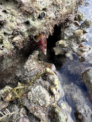 Nebularia