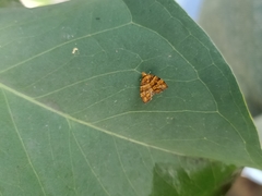 Choreutis