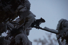 Sciurus carolinensis