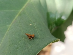 Choreutis