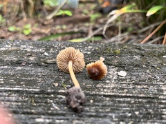 Inocybe