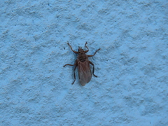 Pseudolynchia canariensis