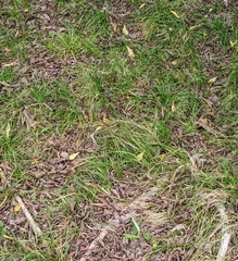 Carex planostachys