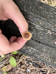 Inocybe