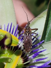 Cosmoclopius nigroannulatus