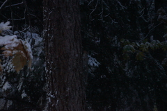 Sciurus carolinensis