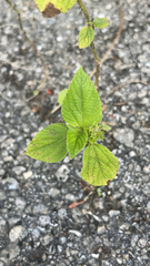 Acalypha