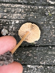Inocybe