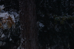 Sciurus carolinensis