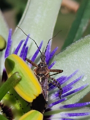 Cosmoclopius nigroannulatus