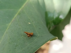 Choreutis