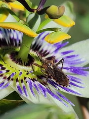 Cosmoclopius nigroannulatus