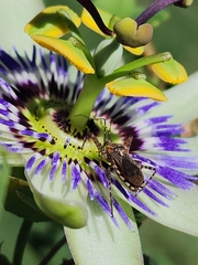 Cosmoclopius nigroannulatus