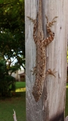Anolis sagrei