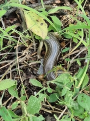 Plestiodon obsoletus