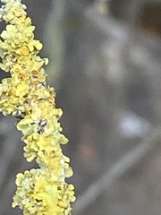 Xanthoria parietina