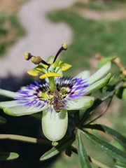 Cosmoclopius nigroannulatus