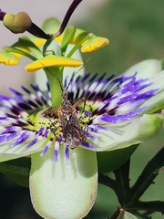 Cosmoclopius nigroannulatus