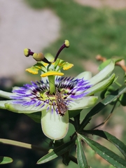 Cosmoclopius nigroannulatus