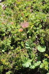 Geum montanum