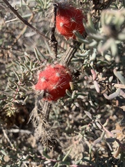 Peniocereus striatus