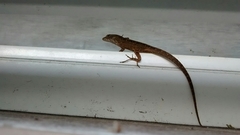 Anolis sagrei