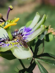 Cosmoclopius nigroannulatus