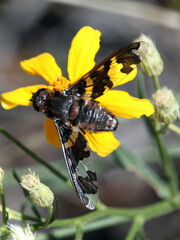 Exoprosopa dorcadion