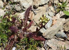 Pedicularis tuberosa