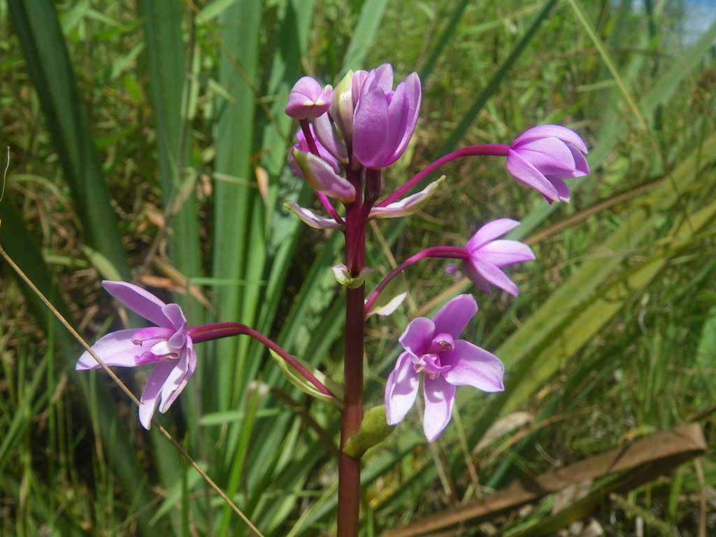 Spathoglottis paulinae