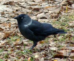 Corvus monedula