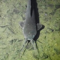 Clarias batrachus