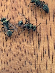 Metapolybia