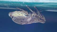 Issus coleoptratus