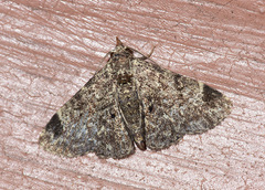 Metalectra agrioidos