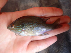 Lepomis aquilensis