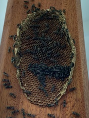 Metapolybia