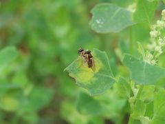 Sphaerophoria rueppellii